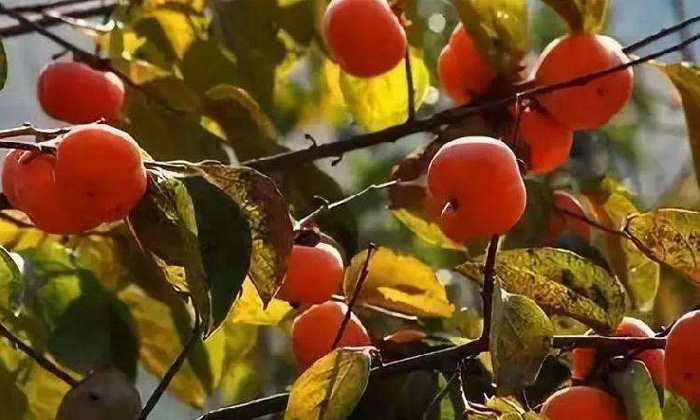 50歲高阿姨借助不銹鋼釀酒設(shè)備，帶領(lǐng)當(dāng)?shù)匕傩瞻l(fā)家致富-03