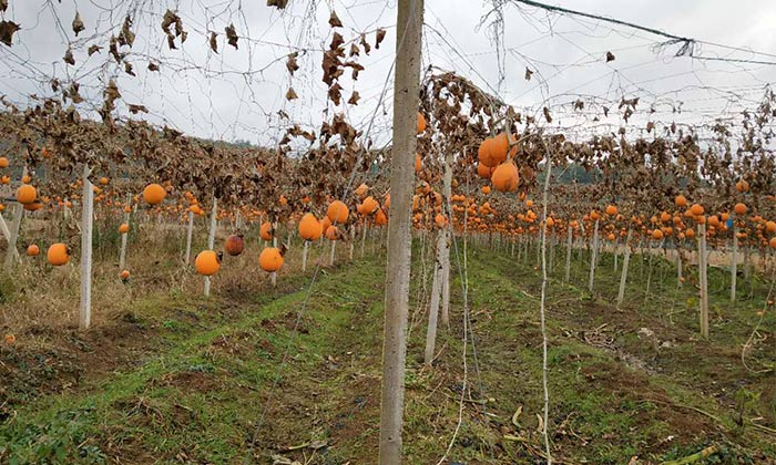雅大大型釀酒設(shè)備廠家將瓜蔞肉釀成酒，讓果農(nóng)的利潤翻幾倍！-01-瓜蔞釀酒1