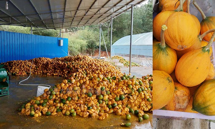 雅大大型釀酒設(shè)備廠家將瓜蔞肉釀成酒，讓果農(nóng)的利潤翻幾倍！-02