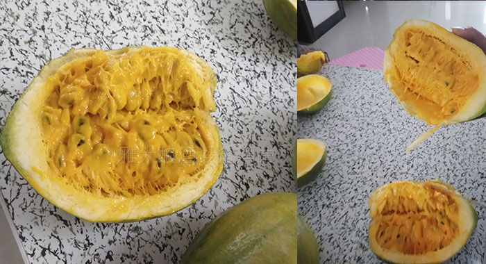 雅大大型釀酒設(shè)備廠家將瓜蔞肉釀成酒，讓果農(nóng)的利潤翻幾倍！-05