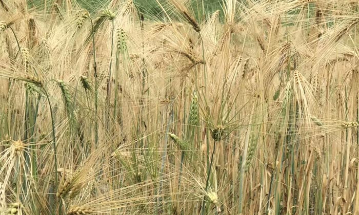 措曲青稞原漿酒插上微商的翅膀后，會(huì)發(fā)生什么奇跡？-02