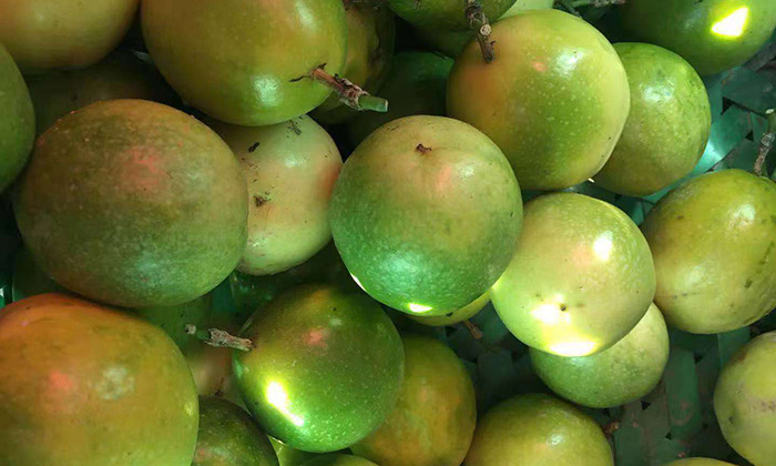 滯銷，長(zhǎng)相難看的百香果，用蒸汽釀酒設(shè)備做酒再也不爛！-03