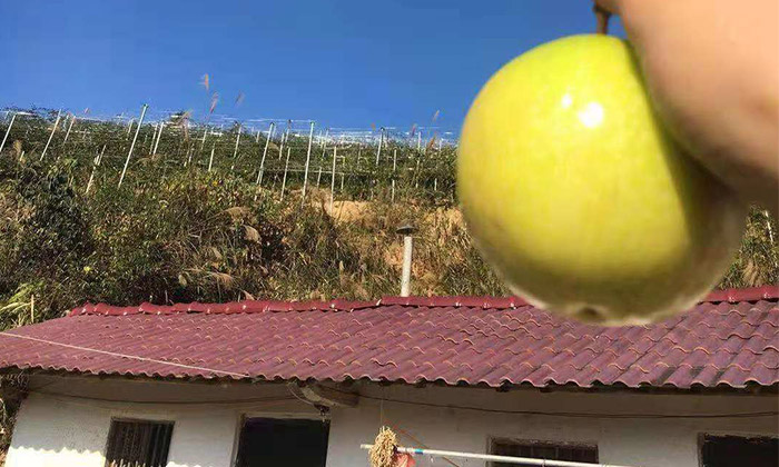 滯銷，長相難看的百香果，用蒸汽釀酒設(shè)備做酒再也不爛！-09