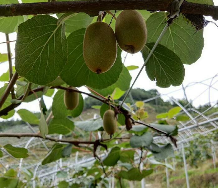 林姐借助雅大蒸汽釀酒設(shè)備，開發(fā)出富硒獼猴桃酒，生意好到爆！-01