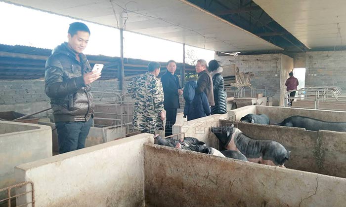 23-用大型釀酒設(shè)備蒸酒后的酒糟養(yǎng)豬不奇怪，可養(yǎng)母豬配白酒為哪般？2