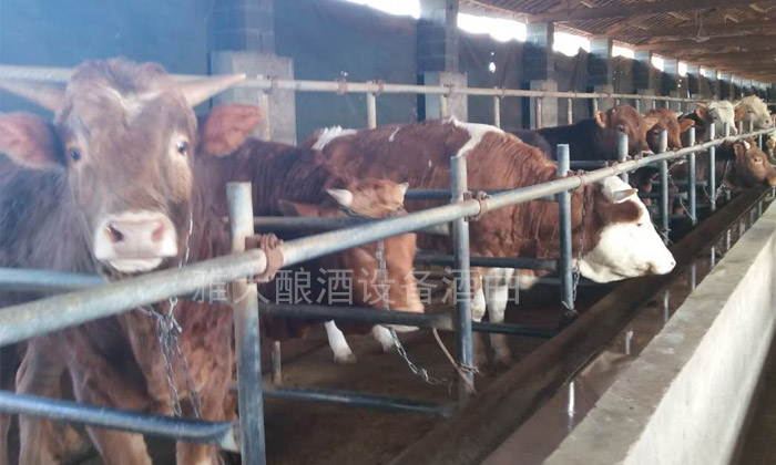26-用釀酒設(shè)備烤酒，酒糟喂牛，自繁自育，凈利潤提升近3成。養(yǎng)牛