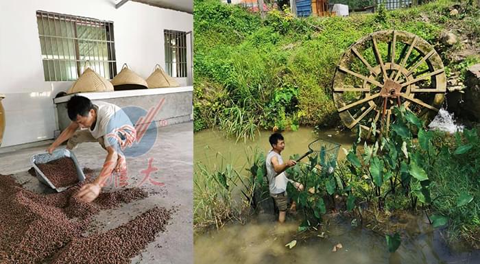 10.10武功山黑糯米酒坊續(xù)集來了，這波操作后酒坊生意更火了-釀酒農(nóng)莊3