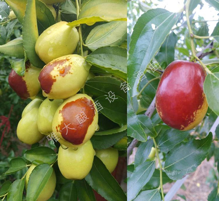 大棗每斤15元不愁賣，為什么張總還要用新型釀酒設(shè)備做紅棗酒？ 1