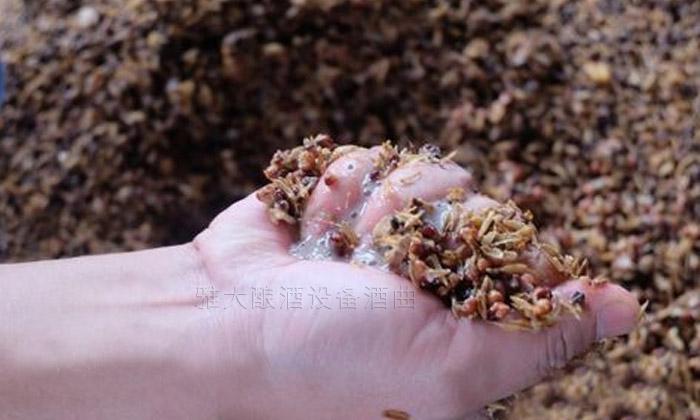 開花很漂亮，古人用來捕魚，有人用來做釀酒酒曲，你見過嗎？ 5