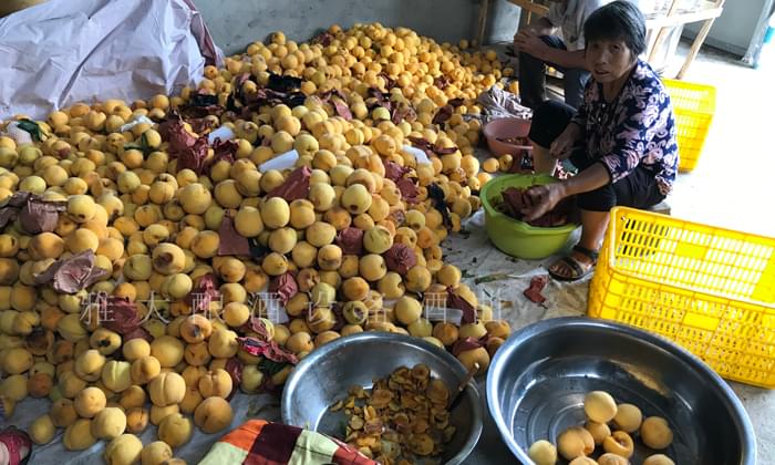 黃桃滯銷嚴重，雅大蒸餾釀酒設(shè)備彭老師上門指導(dǎo)釀酒1