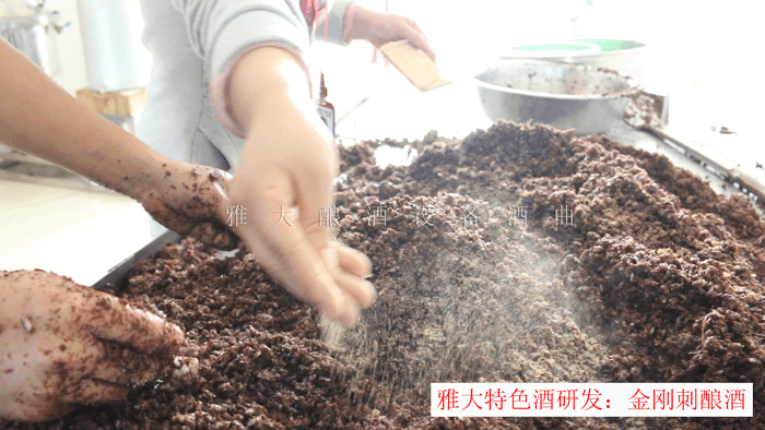 雅大學(xué)員在酒廠實操各種釀酒技術(shù)3