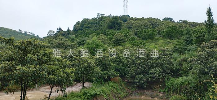 實用的枇杷釀酒技術(shù)來了，您想學(xué)嗎？ 7