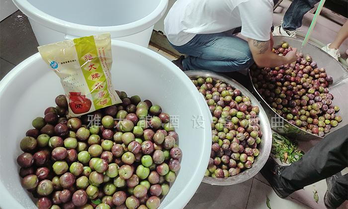 用白酒蒸餾設(shè)備做李子酒的標(biāo)準(zhǔn)教程被公布，趕緊去看看吧！ 4