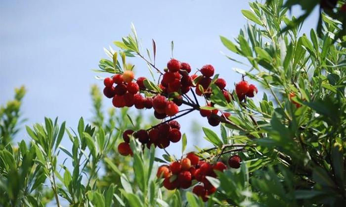 他引起白酒釀造設備，返鄉(xiāng)當起釀酒師，致富路上酒香四溢 6