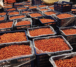 幾萬斤桑葚急需發(fā)酵，雅大技術(shù)總監(jiān)親自上門指導(dǎo)！