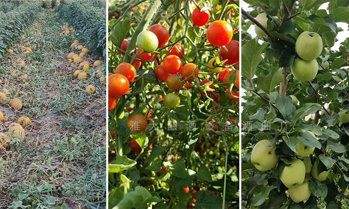 工程師變身“農(nóng)莊主”，又引進(jìn)白酒烤酒設(shè)備，為農(nóng)莊增添新特色6