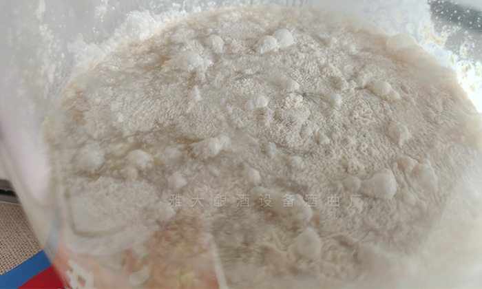 雜菌感染，發(fā)酵失敗