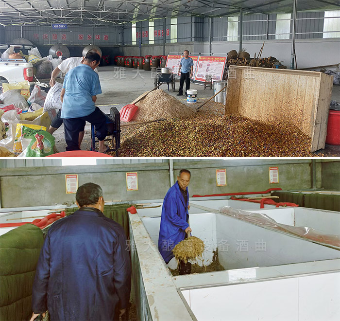 酒廠每天加班加點(diǎn)的釀造甜桿酒，生意火爆