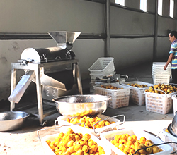 引進(jìn)果酒釀酒設(shè)備開啟黃桃釀酒之路，助推鄉(xiāng)村振興