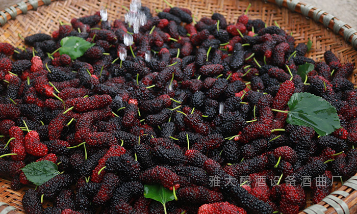 桑葚“次果”變黃金！低成本釀熱銷果酒，增收秘訣看這里！ 3
