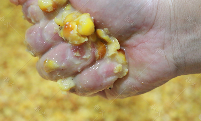 為何一款好的酒曲離不開這株“辣”草？ 3