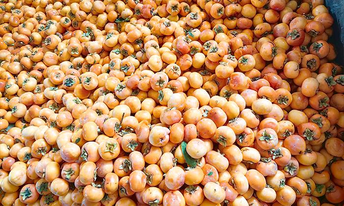 柿子加工做成酒